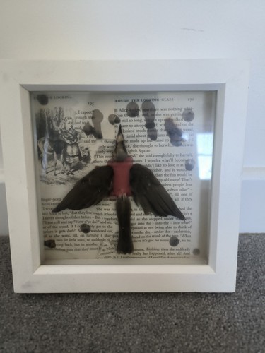Taxidermy english robin framed - taxidermy,