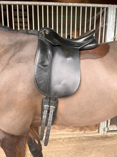 Black karl niedersuss - black, dressage
