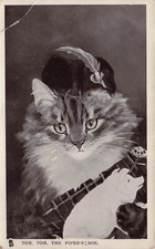 Maine Coon Cat Kitten Fantasy