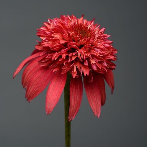 Echinacea - , (coneflower)