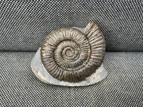 Dactylioceras jurassic - dactylioceras,