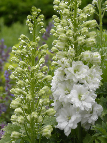 Or 10 delphinium - 3,,
