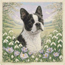 Boston Terrier Puppy Dog In