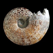 Large A Grade Polished