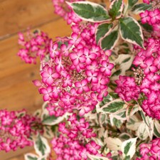 Hydrangea euphoria pink - euphoria,