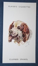 CLUMBER SPANIEL  Vintage