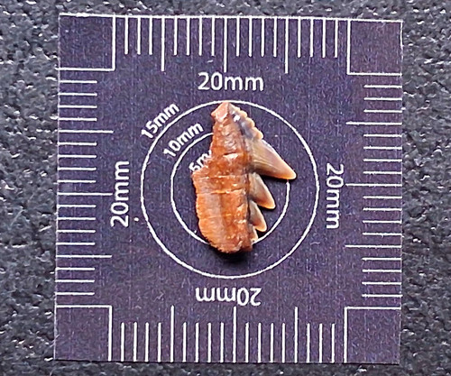 Notorynchus serratissimus cow - serratissimus,