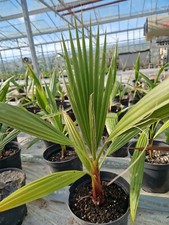 Mexican Fan Palm, Washington Fan Palm,Washingtonia Robusta in 17cm.- 2Litre Pot