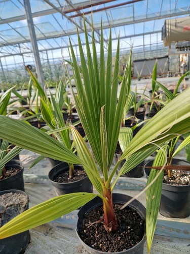 Mexican fan palm washington - fan,