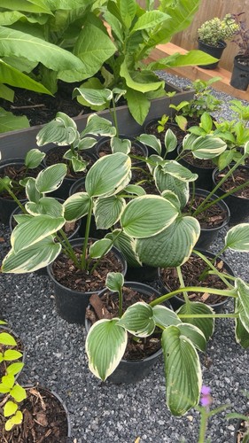 Large litre pot hosta - pot,