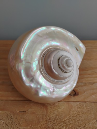 Large turbo marmoratus shell - marmoratus,