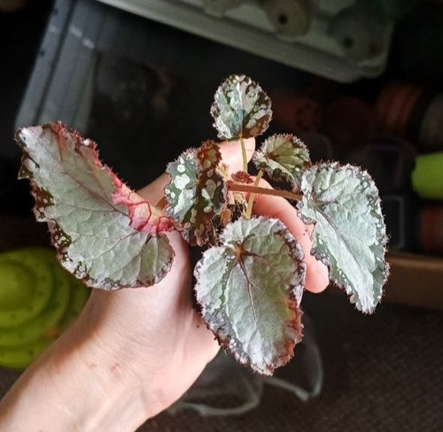 Painted leaf begonia rex - painted,