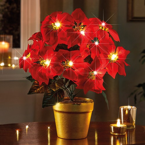 Light potted poinsettia - potted, poinsettia,