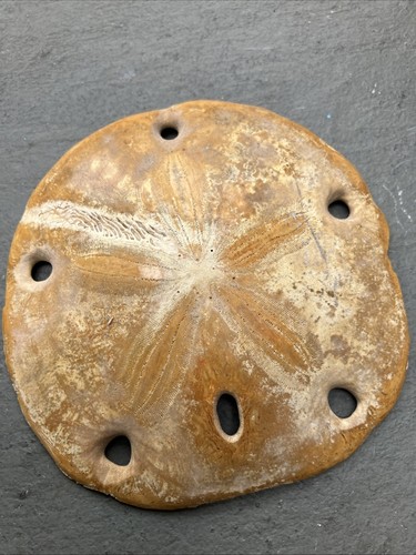Fossilised sea urchin echinoid - fossilised,