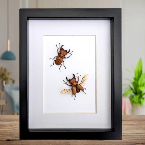Framed red stag - , beetle