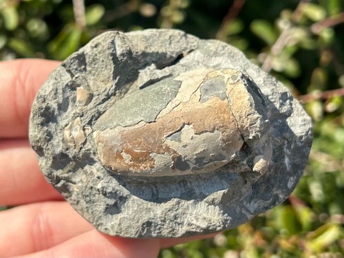 Fossil crab matrix - in,