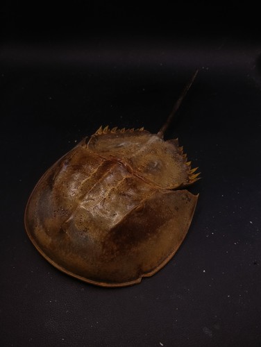 Large horseshoe crab - large, 11"