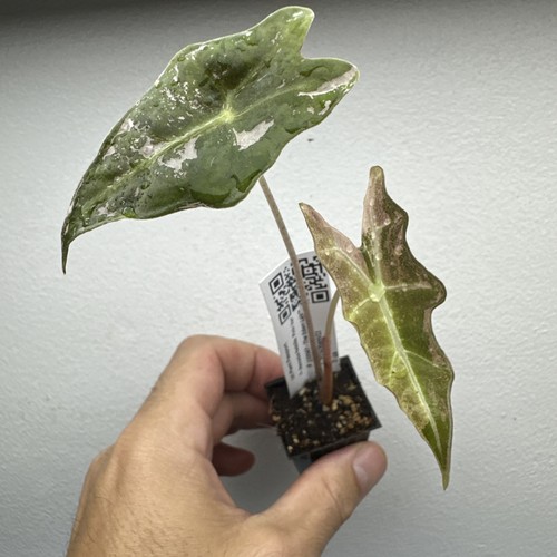 Alocasia nobilis pink - alocasia,