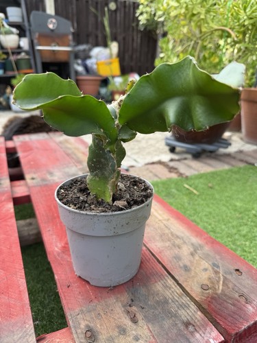 Dragon fruit plant fully - fruit,