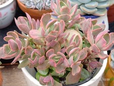 One pot Crassula swaziensis