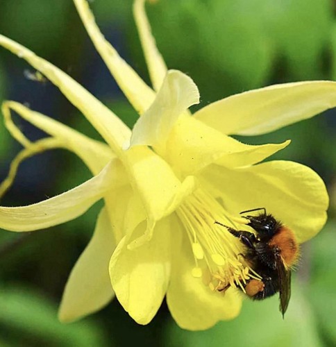 Golden columbine aquilegia - columbine,
