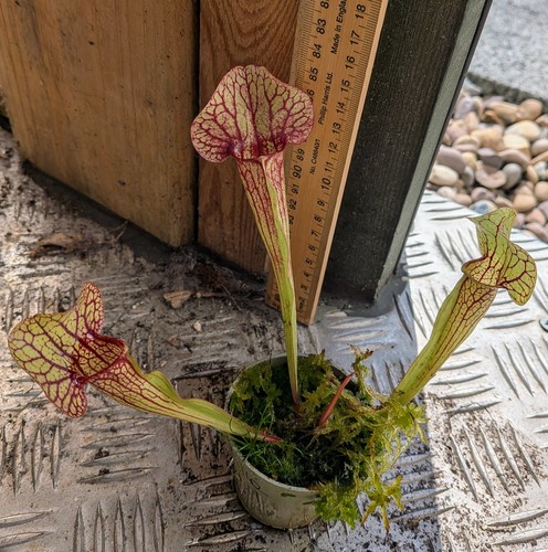Young sarracenia hybrid - young,