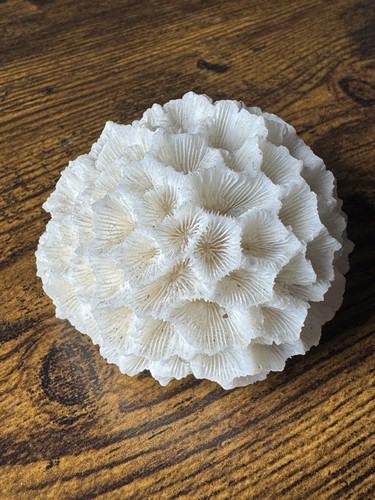 Brain coral white - brain, detailed