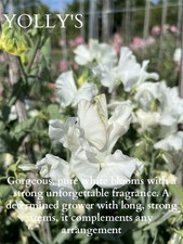 Yollys Sweet Pea Flower 40