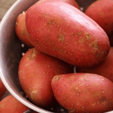 Seed Potato Rooster 2kg Bag -