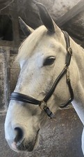 Leather Padded Headcollar -