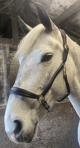 Leather padded headcollar - padded,