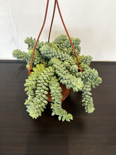 Sedum burrito hanging - sedum,