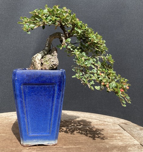 Cotoneaster horizontalis - cotoneaster,