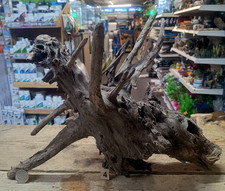 Large Corbo Root Aquarium