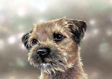 BORDER TERRIER DOG GREETING