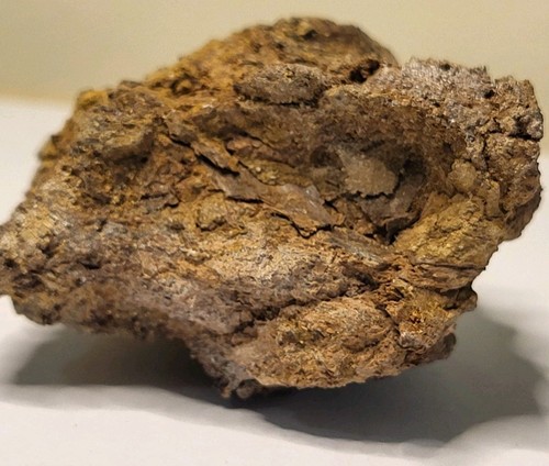 Rex caudal vertebra - t-rex, (tail)