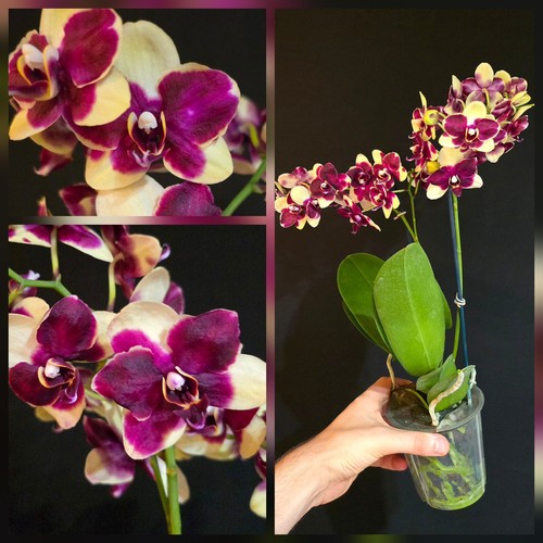 Phalaenopsis catania - phalaenopsis, ‘catania’
