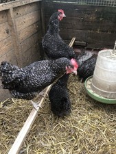 6 Cuckoo Maran Chicken Eggs