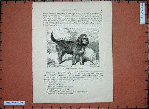 Original old antique print - original,