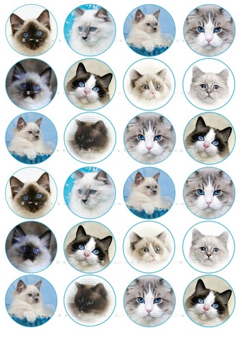 Edible ragdoll colour seal - ragdoll,