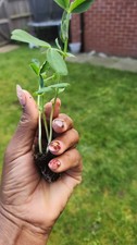 12 Sweet pea Plug Plants-
