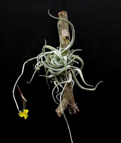 Tillandsia area minor - area,