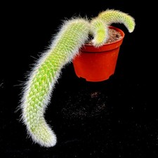 Hildewinteria Colademoninis