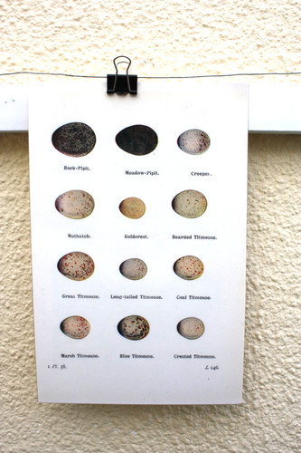 Vintage wild bird eggs - bird, prints