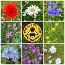 Pick N Mix WILDFLOWER SEEDS