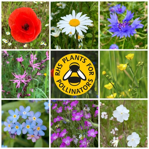 Pick mix wildflower seeds - n,
