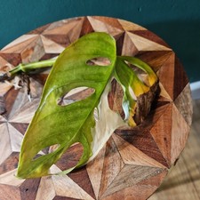 Monstera Adansonii Albo