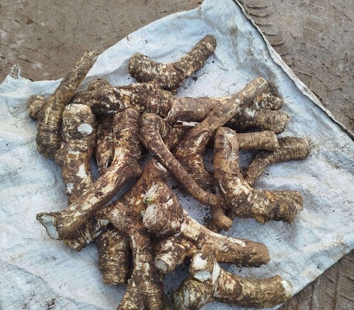 Horseradish roots 1kg - roots, –