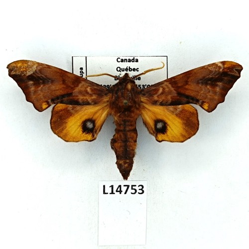 Sphingidae paonias myops - sphingidae,,