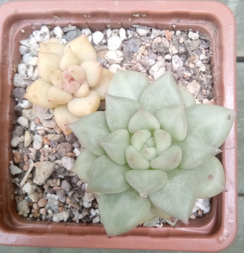 Echeveria ivory - echeveria,